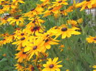 grp0702122721.jpg 189¡ß139 7K